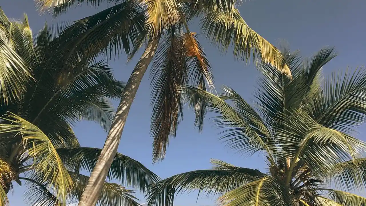 清宫性史百度影音探索历史与文化的数字窗口